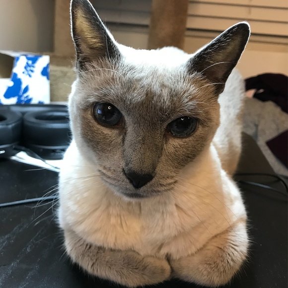 My name is Kate and I love my cat. - Picture 2 of 3